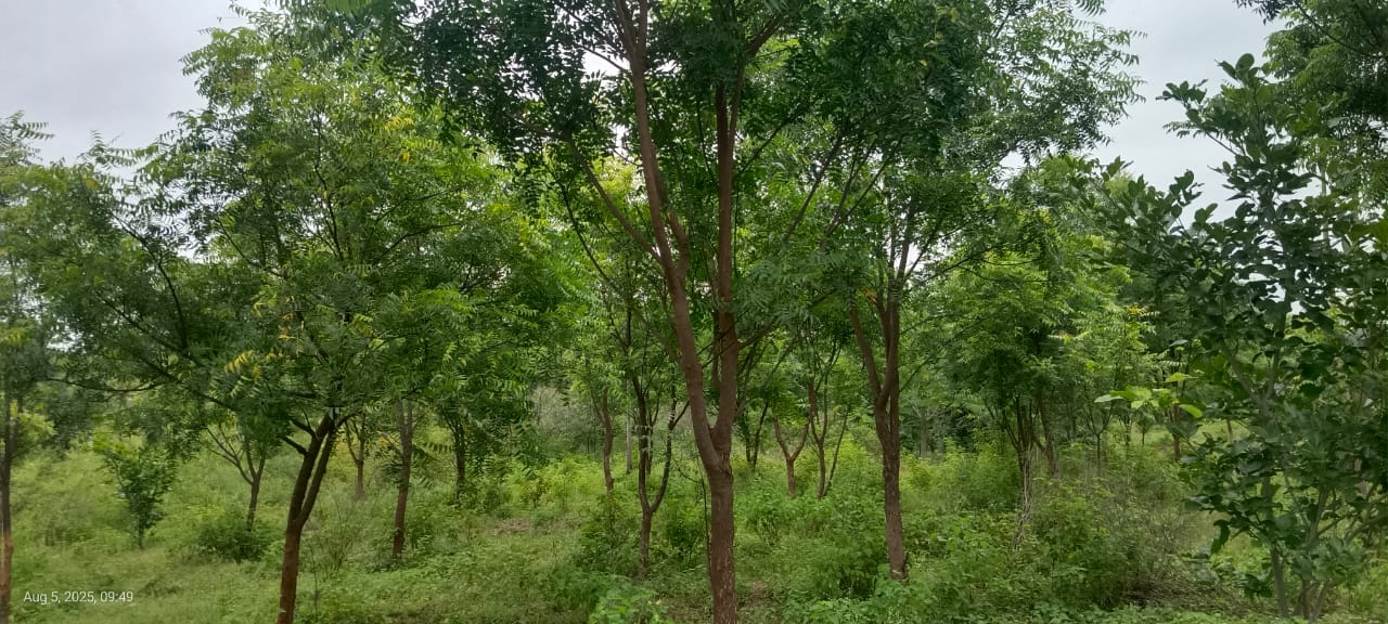 Tree Plantation at Tandulwadi Bk.
