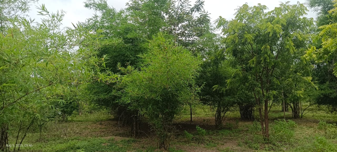 Tree Plantation at Tandulwadi Bk.